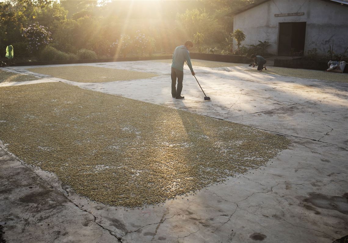Los caficultores enfrentan una «megaemergencia» a medida que se disparan los costos de los fertilizantes