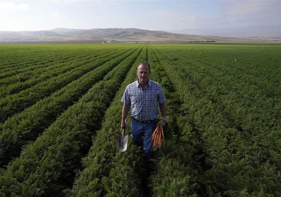 Carrot Farm