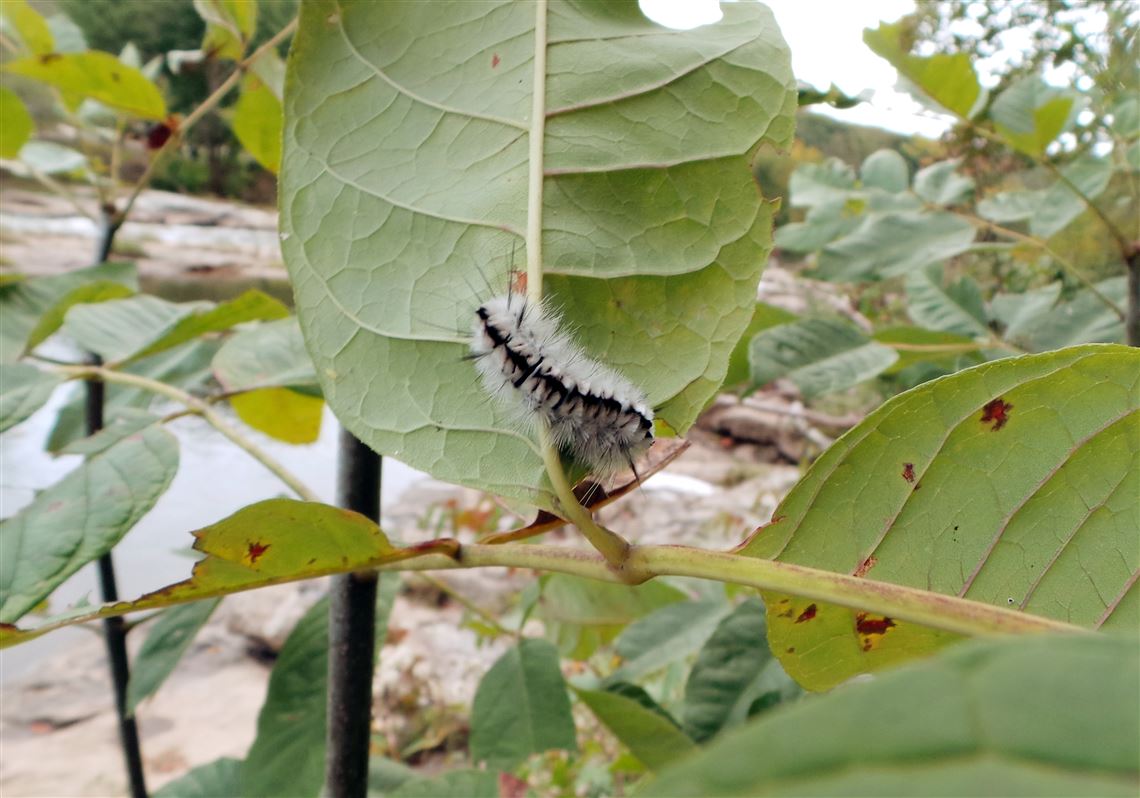 Advice On Caterpillars: They Will Hurt You More Than The Trees 