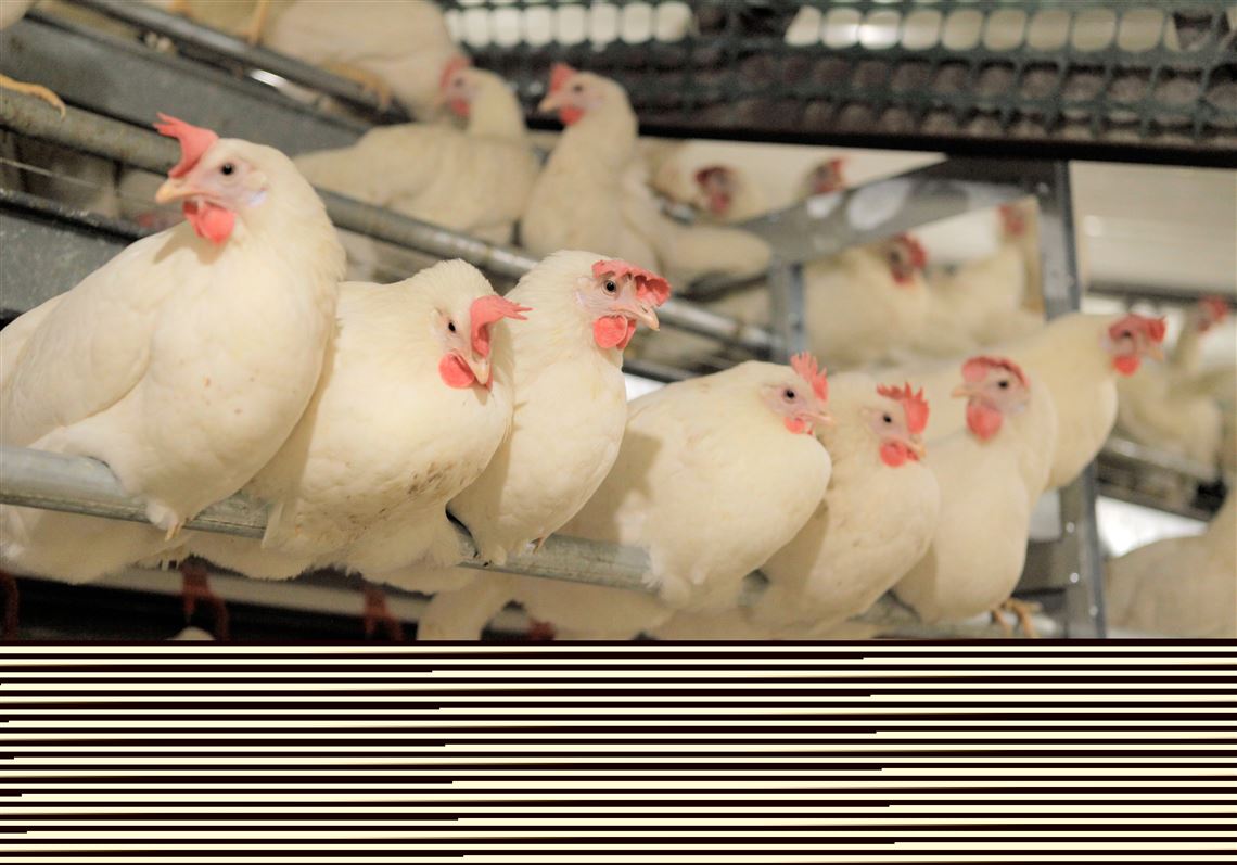 Pennsylvania confirms first 2025 bird flu case in commercial chicken