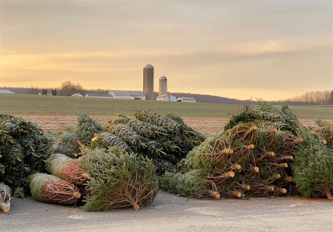The Next Page Sold! Buffalo Valley hosts the world's largest annual