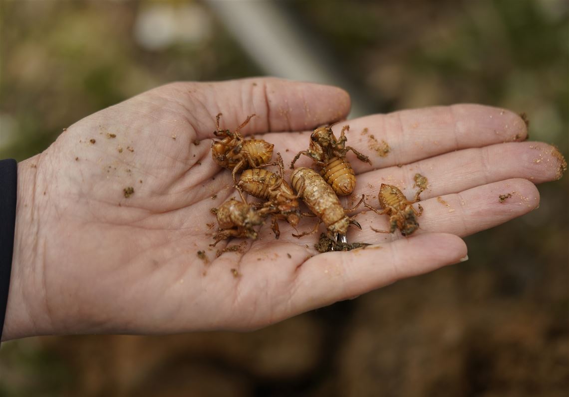 Nature at its craziest: Trillions of cicadas about to emerge after years  underground