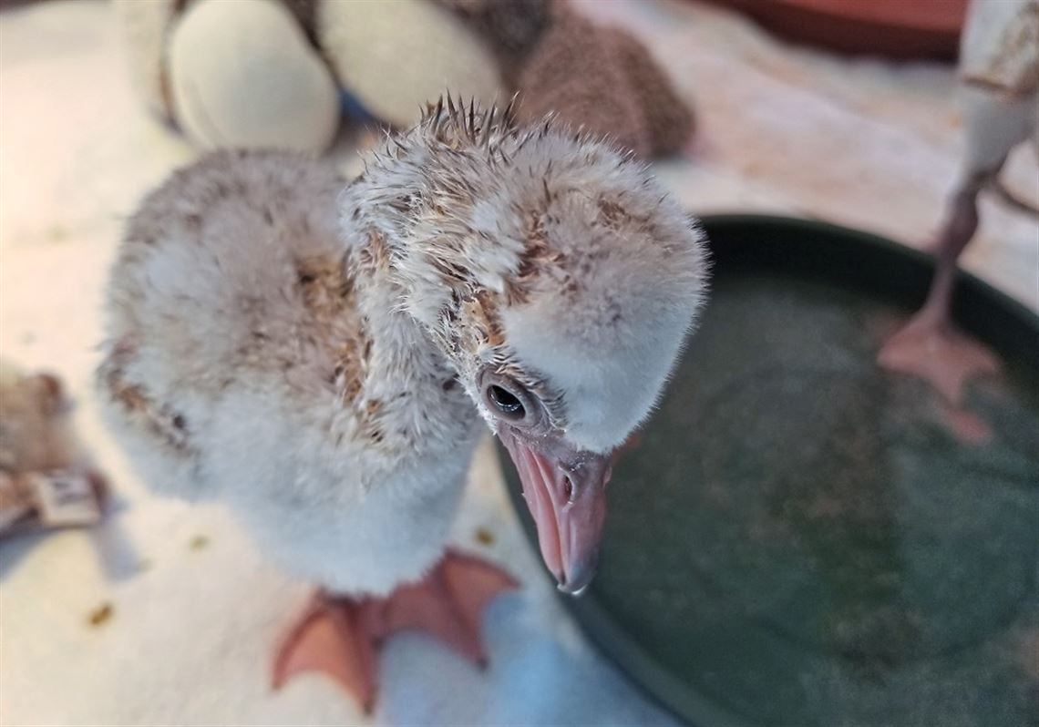 National Aviary helps rescue flamingo chicks