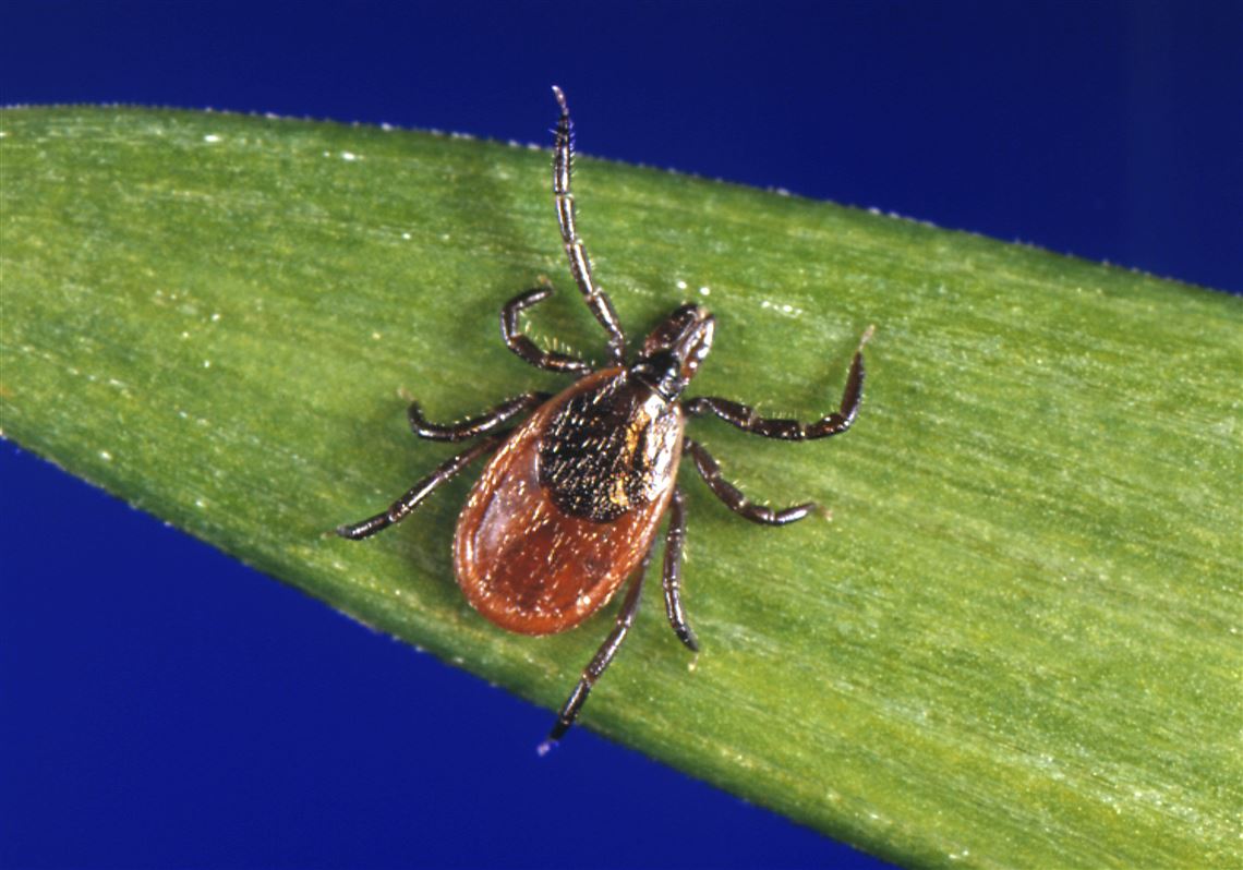 Winter ticks in Pennsylvania could pose risk for deer, elk Pittsburgh