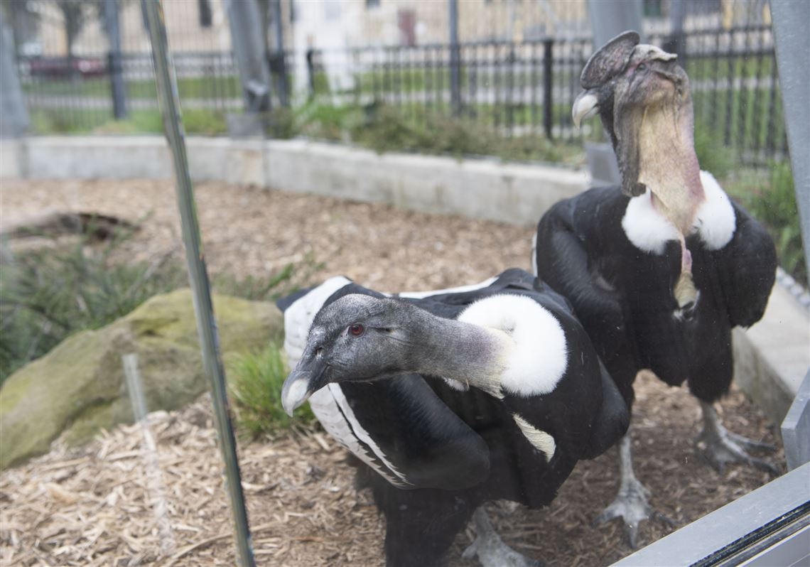 Andean condor egg on view at the National Aviary | Pittsburgh Post-Gazette