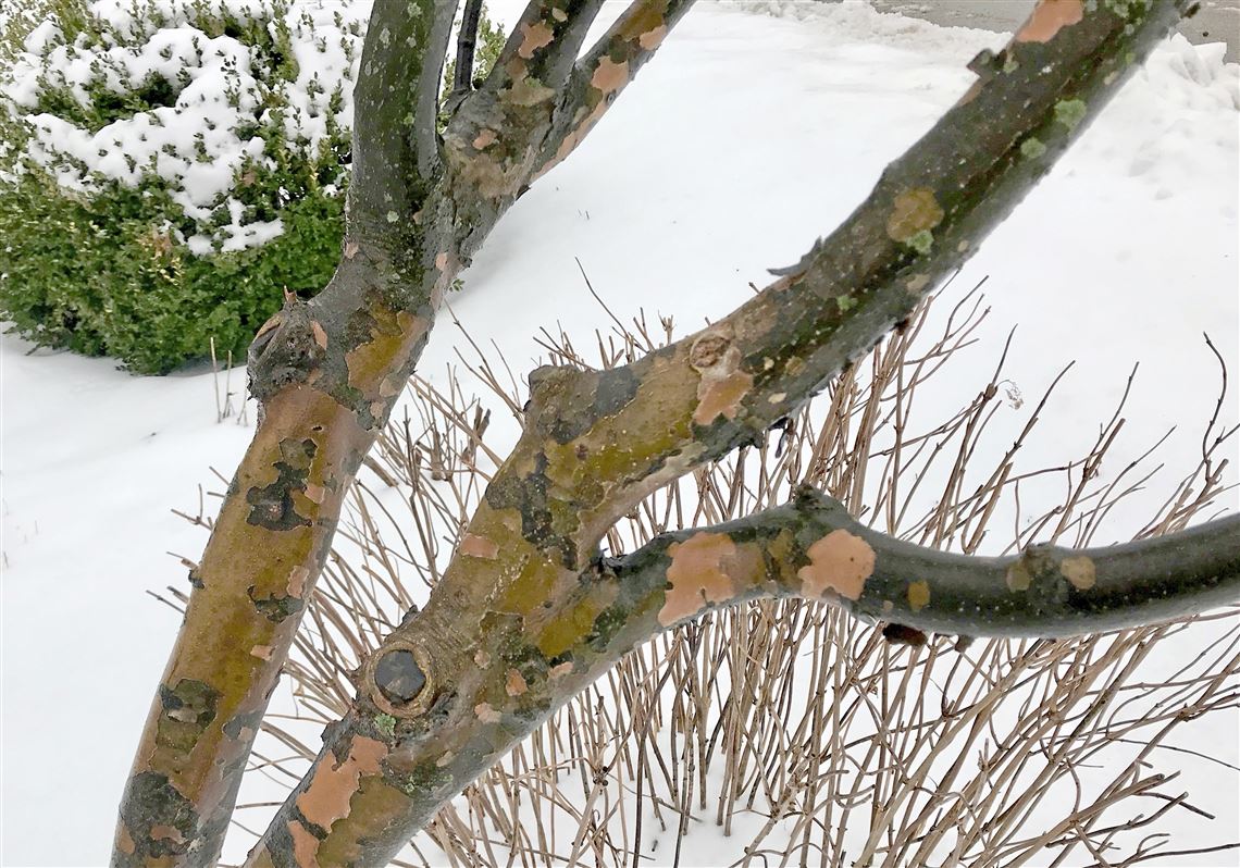 dogwood tree in winter