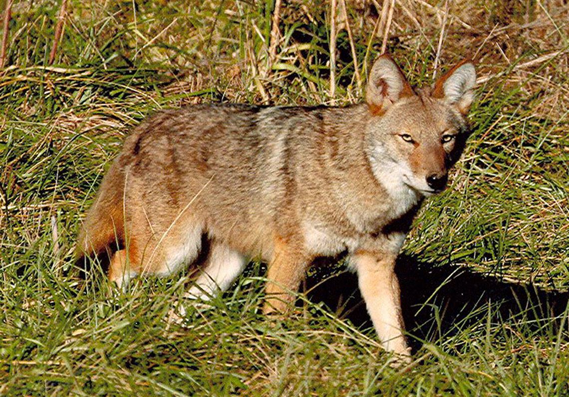 coyotes western store