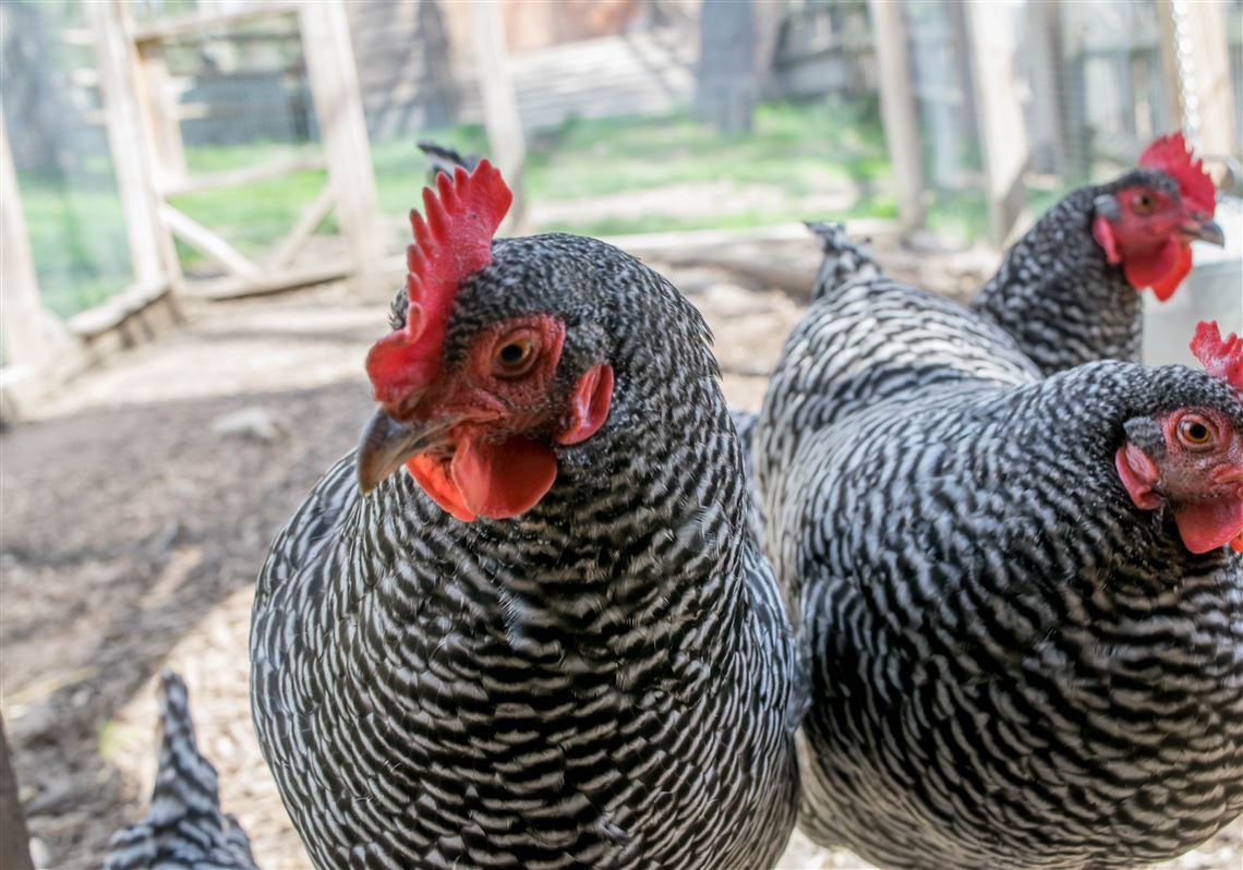 Backyard barnyards getting popular | Pittsburgh Post-Gazette