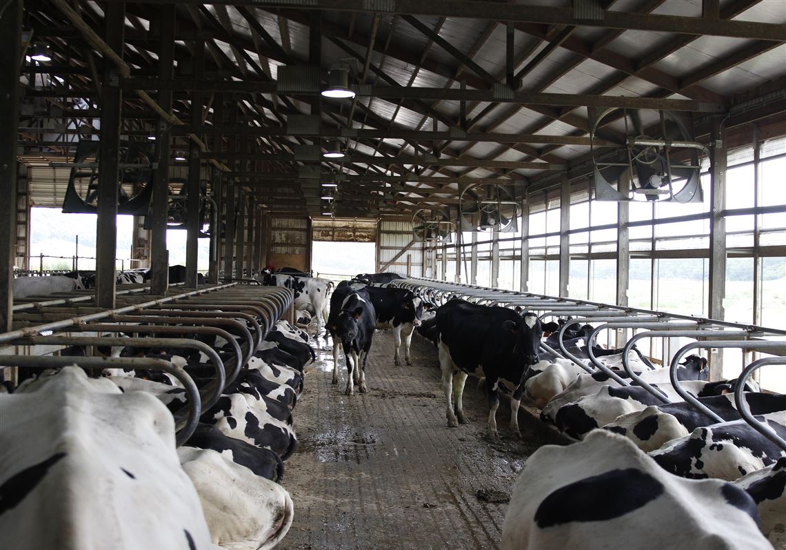 Got Milk And Plenty Of Other Choices Dean Foods Seeks Sale Pittsburgh Post Gazette Got Milk And Plenty Of Other Choices Dean Foods Seeks Sale Pittsburgh Post Gazette