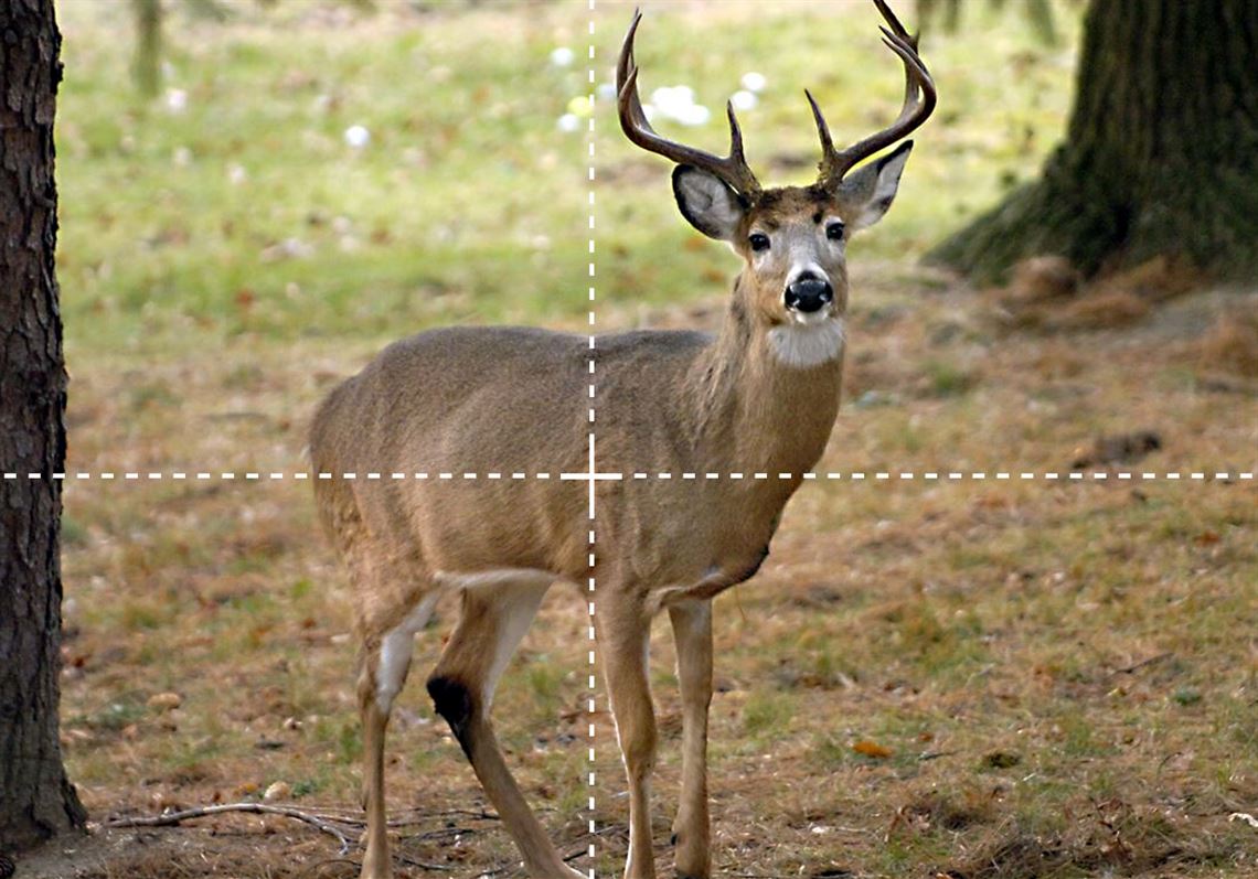 deer kill shot placement archery