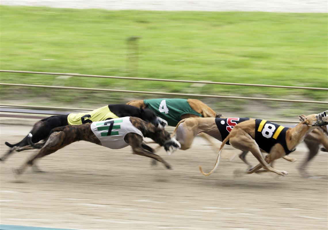 live dog racing online