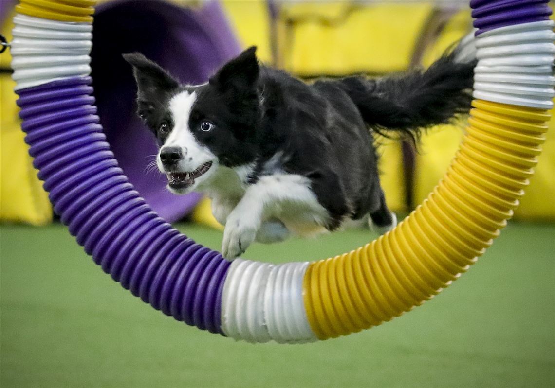 Border collie Pink wins Westminster agility contest Pittsburgh Post