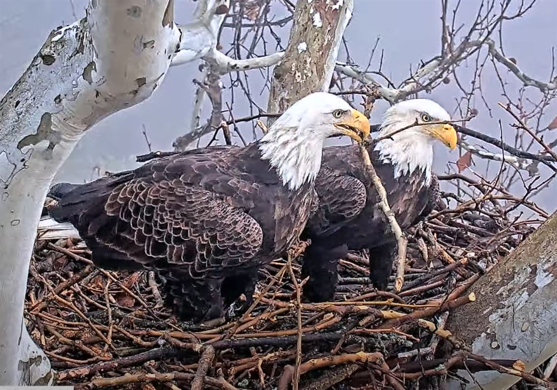 First Bald Eagle Egg Laid At U S Steel Nest Pittsburgh Post Gazette