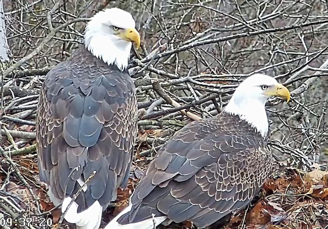 Pittsburgh's Hays bald eagle egg cracks, meaning no chick this year ...