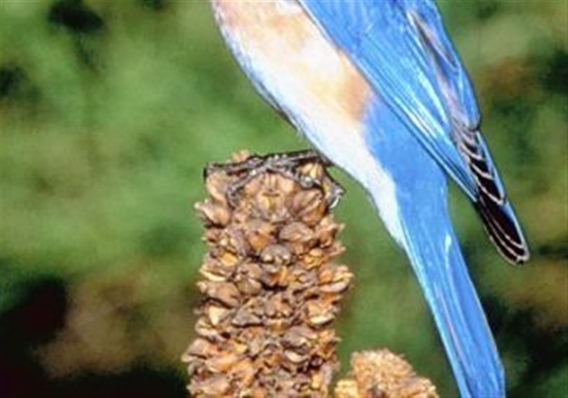 Eastern bluebird