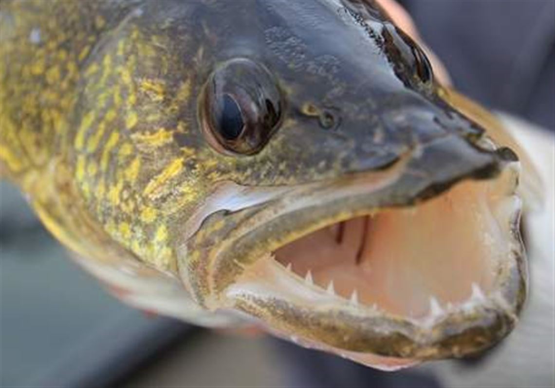 Offshore Trolling for Trophy Walleyes and Muskies