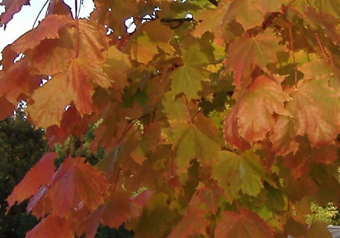 Will Pittsburgh have a dull fall? Autumn leaves expected to drop early