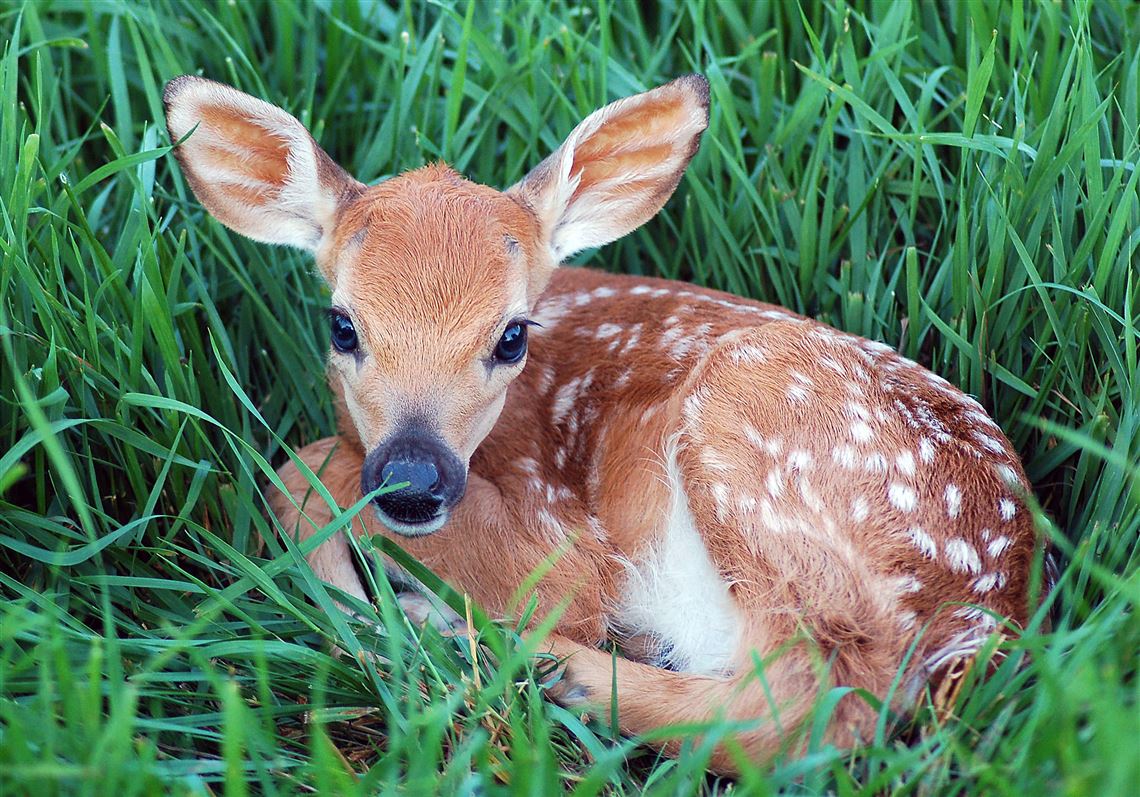 Leave Fawns Where You Find Them Pittsburgh Post Gazette