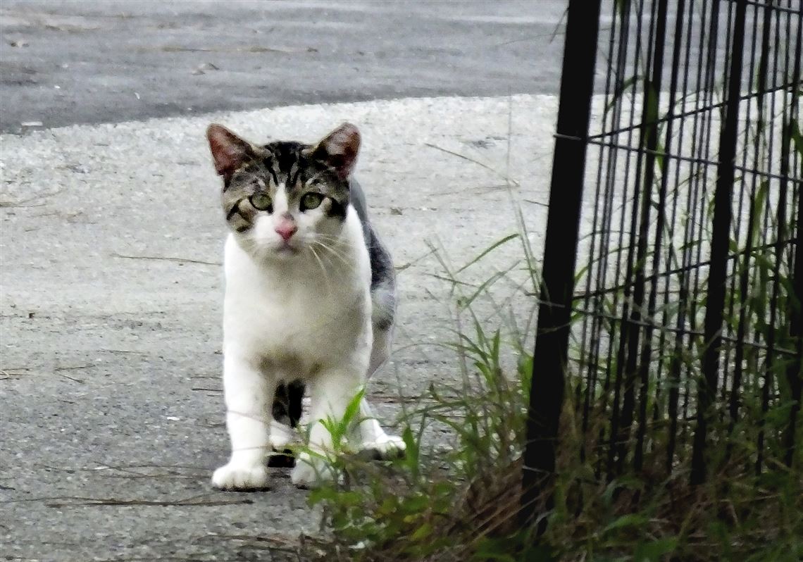 Feral cat in Frazer tests positive for rabies
