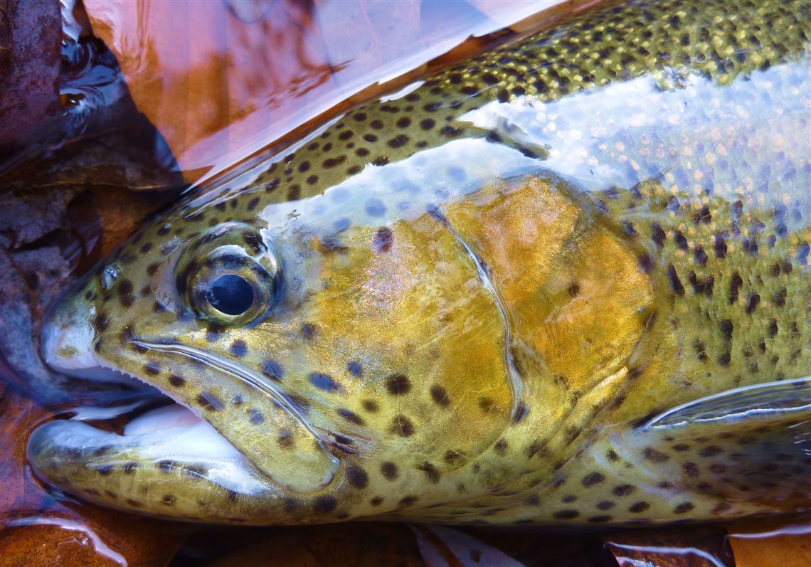 Fishing Report: Despite high and muddy water, trout season opens Saturday