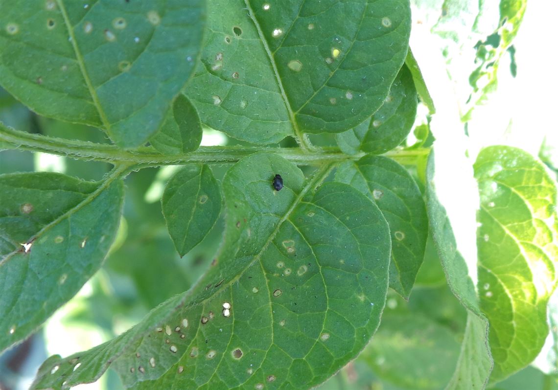 How to identify the eggplant flea beetle Pittsburgh PostGazette