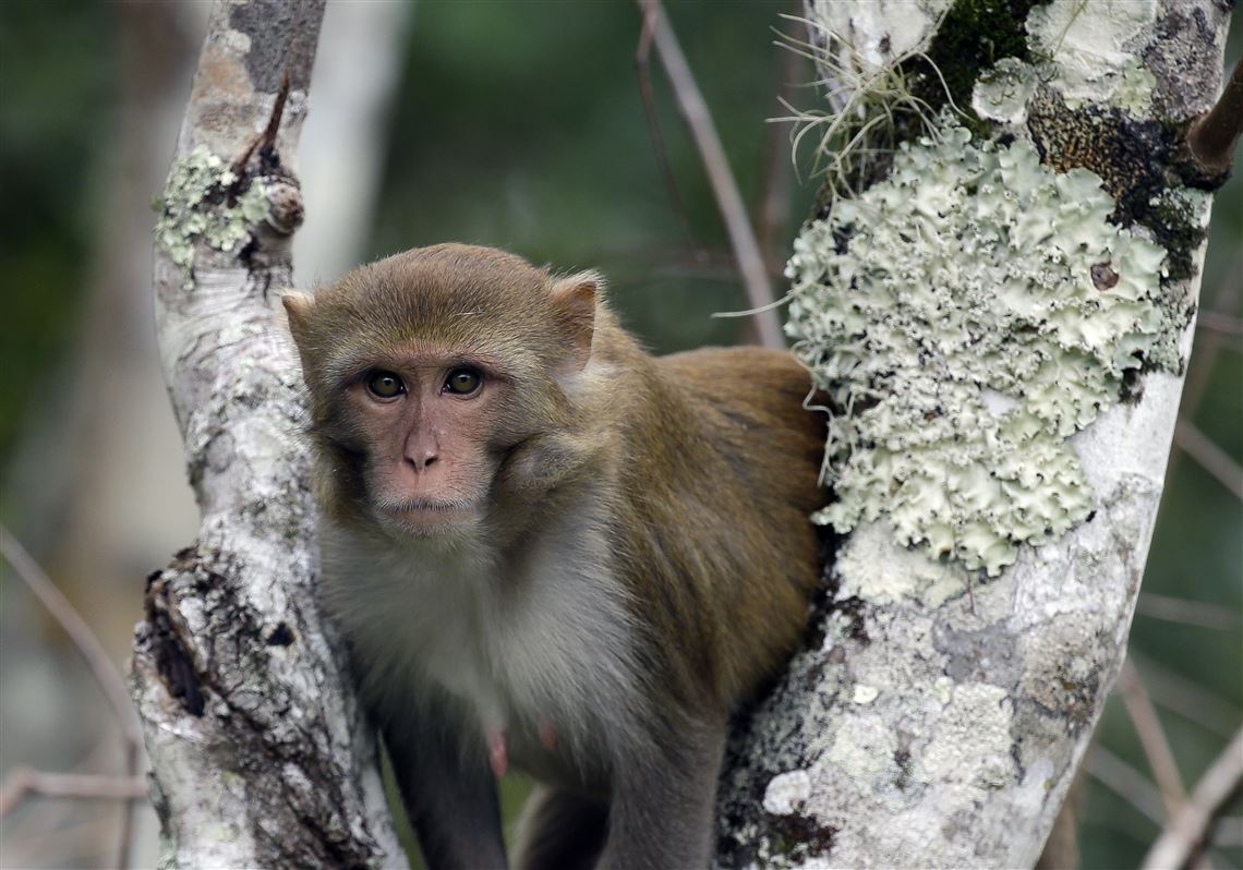 Calls for suitable memorial to Cork's iconic 150-year-old Monkey
