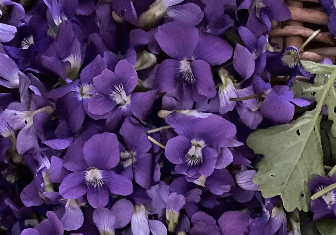 Foraging for violets, lemon balm and a sprig of garden peace | Pittsburgh  Post-Gazette