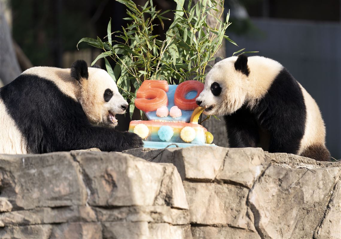 Pandas devour ice cake to celebrate 50 years at National Zoo
