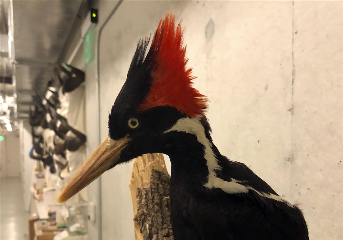 Us Says Ivory Billed Woodpecker 22 Other Species Extinct Pittsburgh Post Gazette 