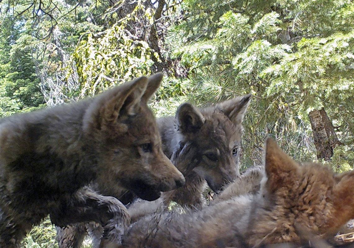 Trump officials end gray wolf protections across most of US