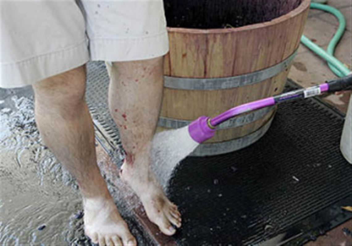 Wine country tourists juiced about grape stomping | Pittsburgh Post-Gazette