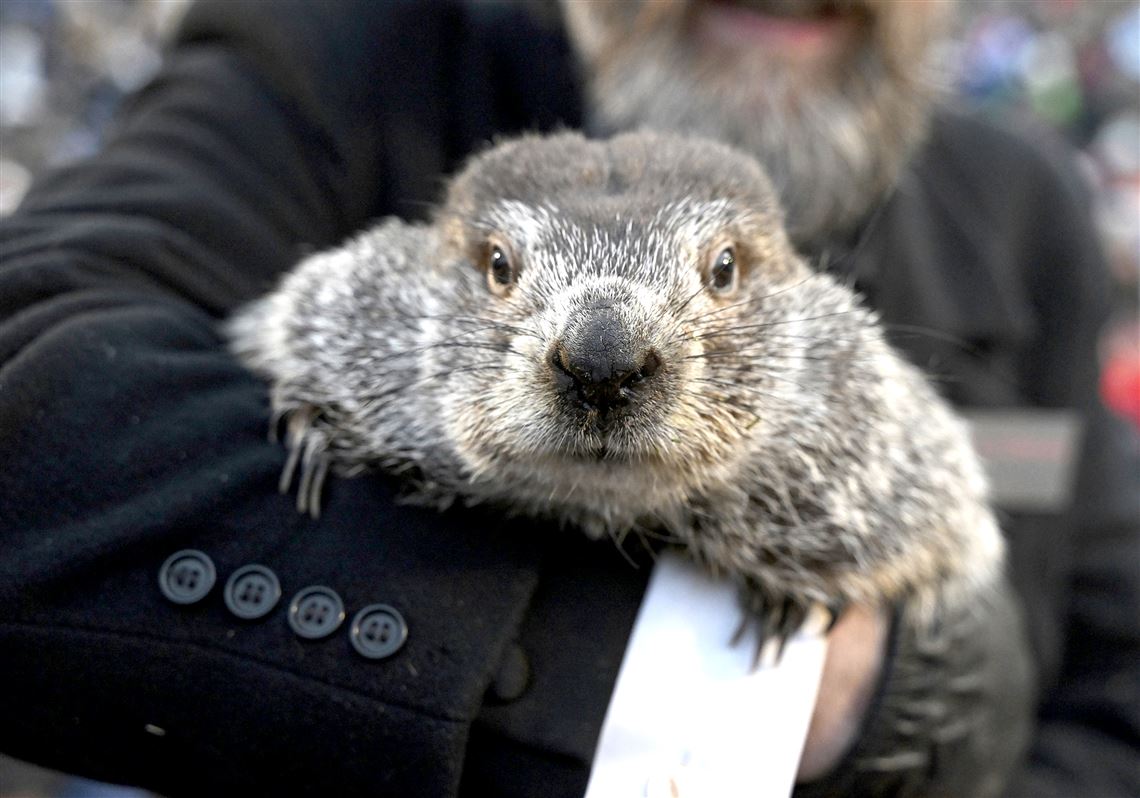 Punxsutawney Phil sees his shadow, handlers say, predicting 6 more weeks ...