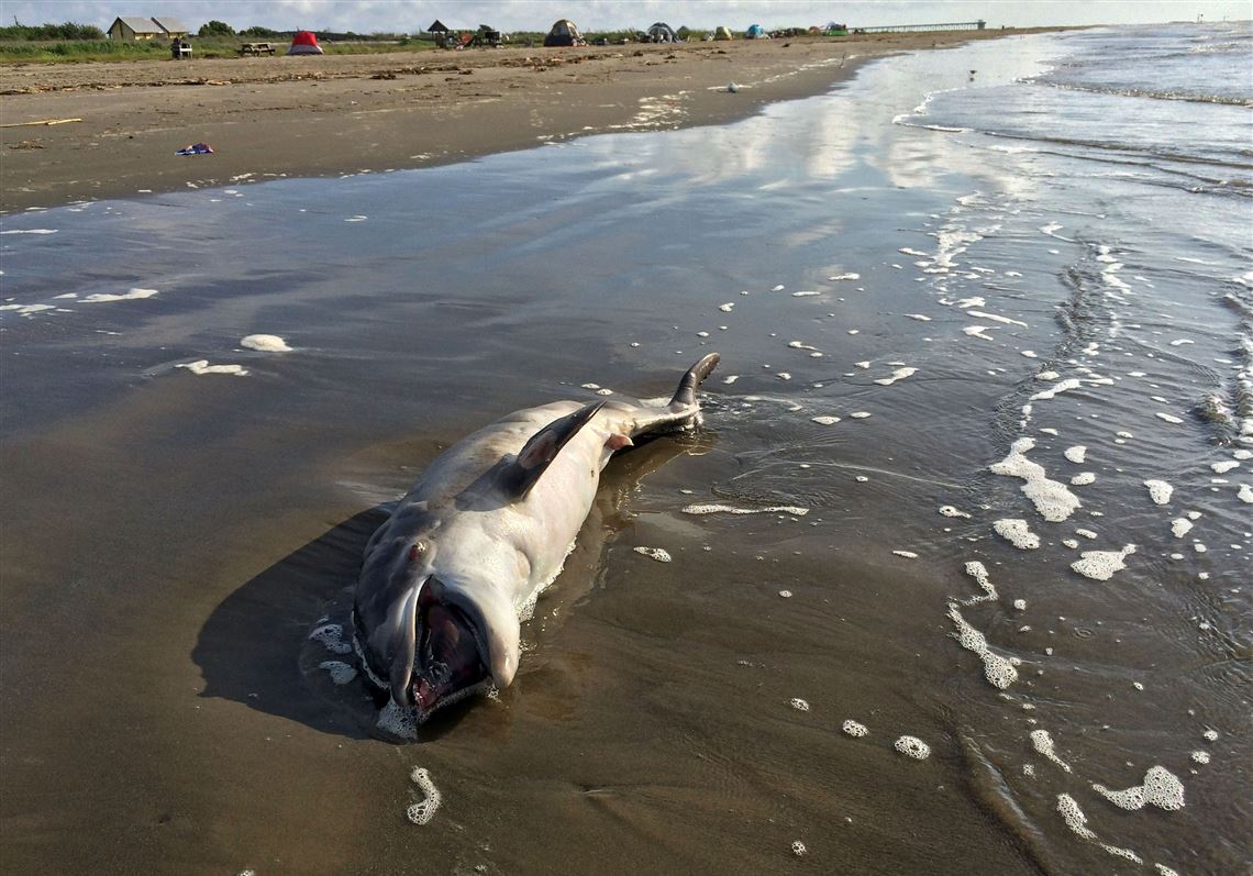 Scientists Link Dolphin Deaths In Gulf To 2010 BP Spill | Pittsburgh ...