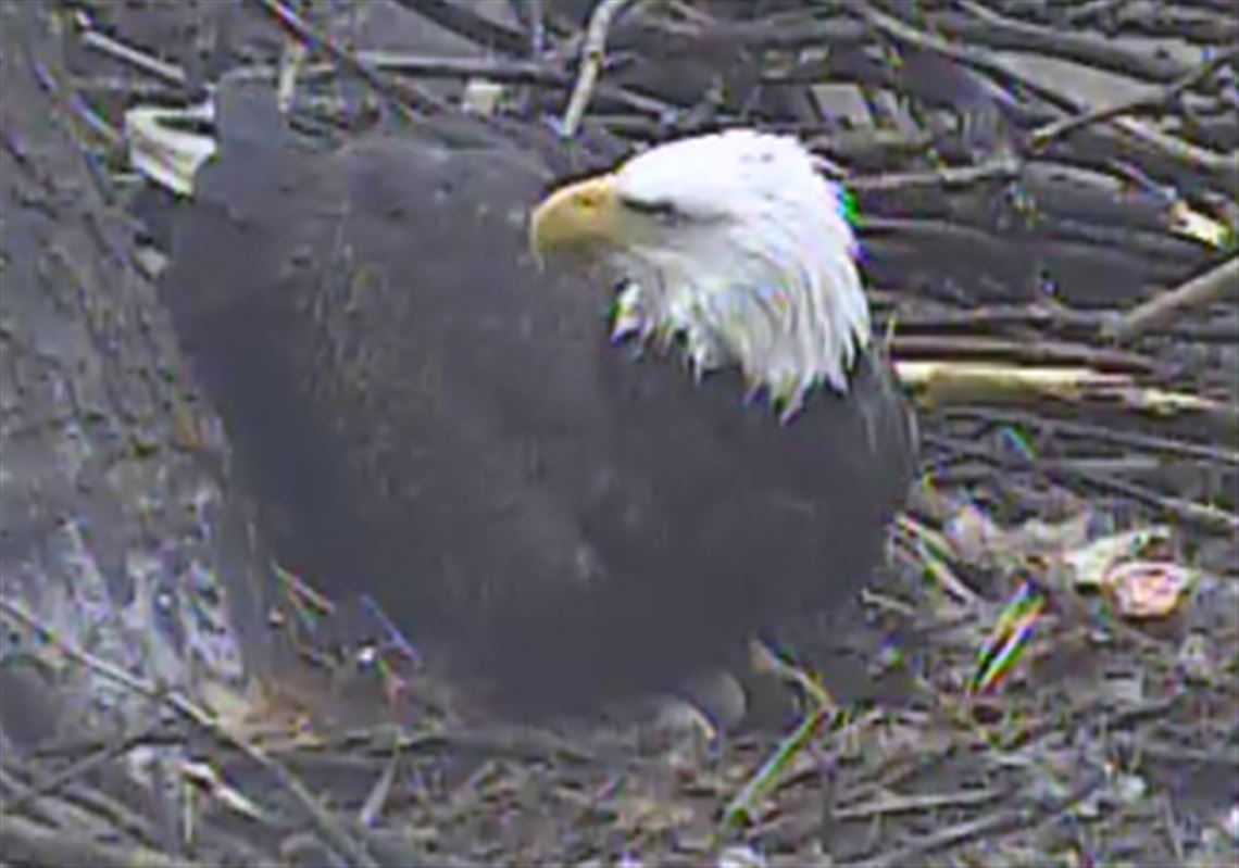 Second egg appears in Hays bald eagle nest | Pittsburgh Post-Gazette