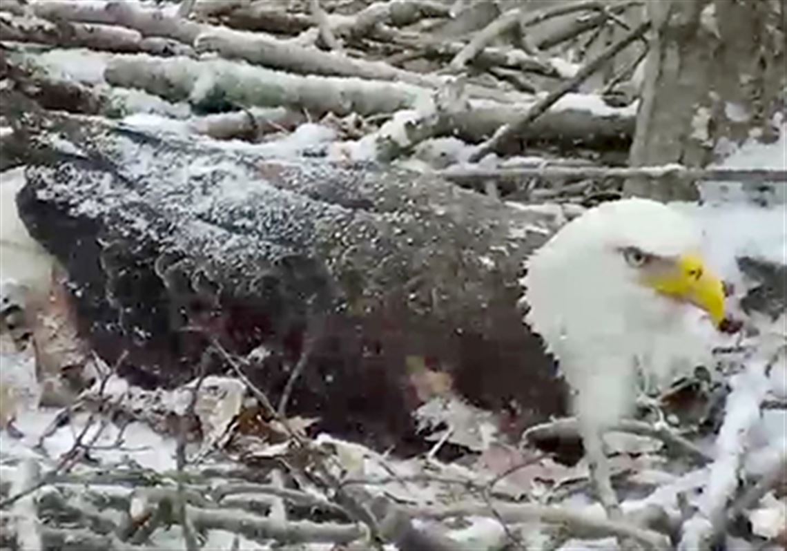 Video Eagle Interloper Kicked Out Of Nest By Hays Eagle