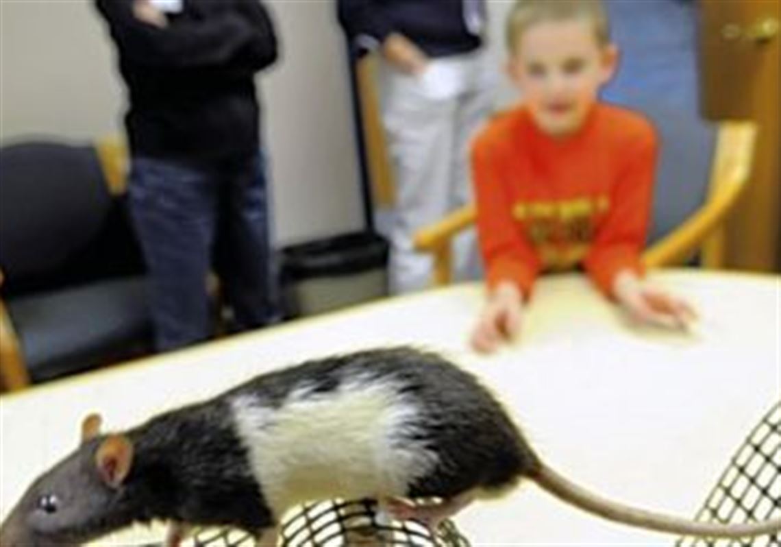 Pet rats best sale for kids