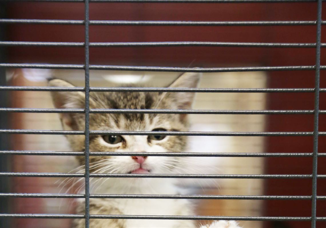 Pet Points: Unvaccinated kittens face 