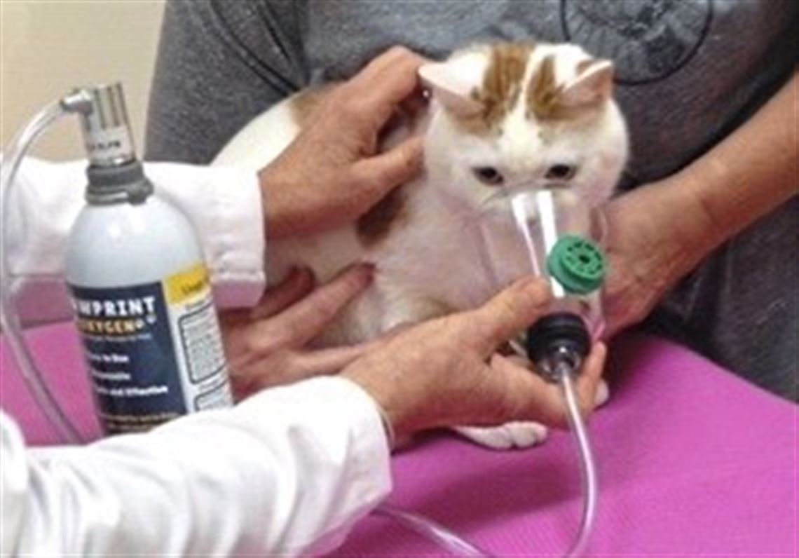 Pet Tales Pitt Alums Portable Oxygen System Has Cats And