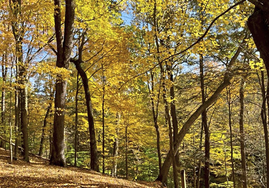 Western Pa Fall Foliage Is Peaking This Weekend Might Be Your Last