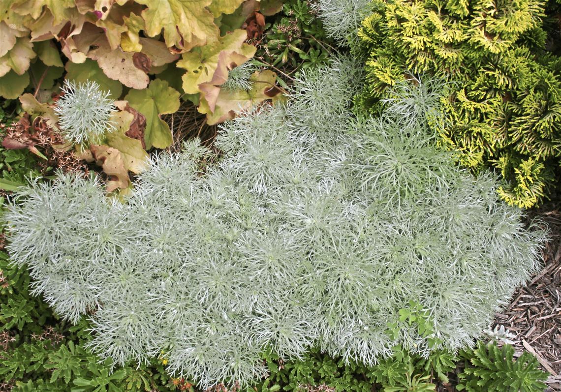 Silver Mound' artemisia will become a perennial favorite in your ...
