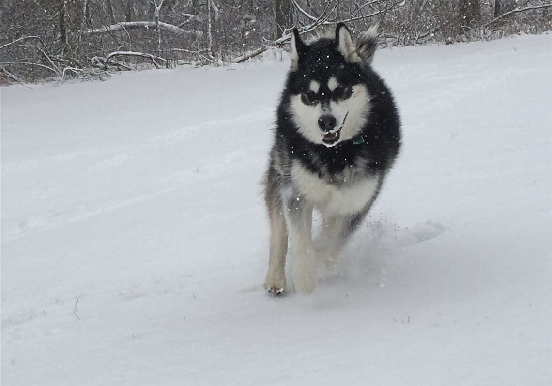 can huskies live in the wild