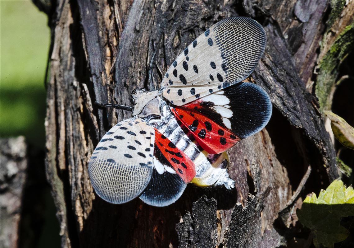 Vineyard owners use nature to defeat spotted lanternflies