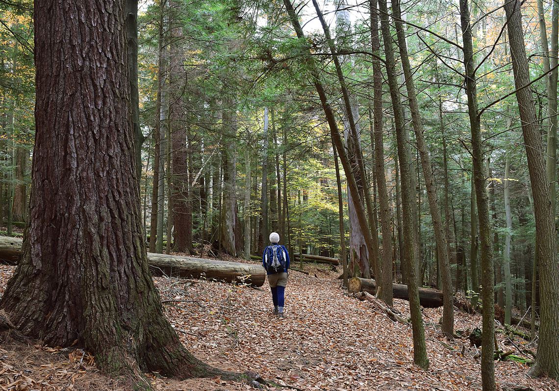 Some of the hikes during the Keystone Trails Association Fall Weekend will take place in Cook Forest State Park.