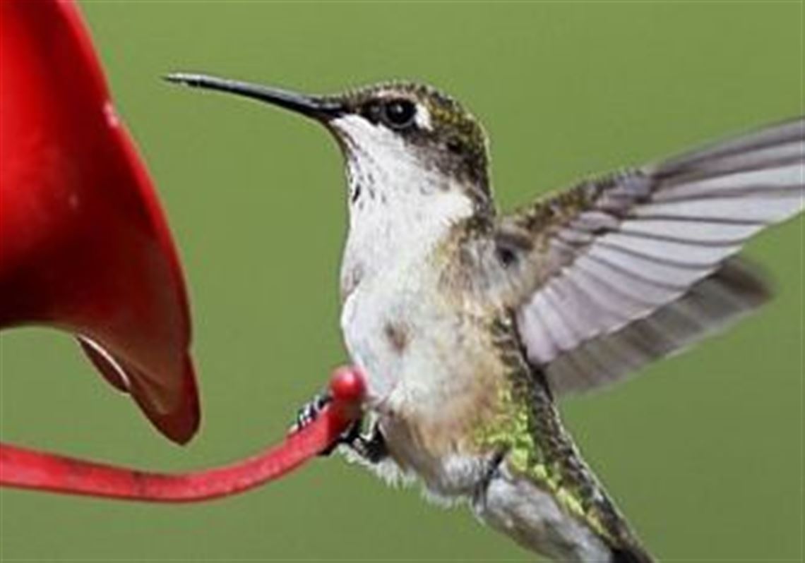 Get Into Nature Keep Nectar Feeders Filled Pittsburgh Post Gazette