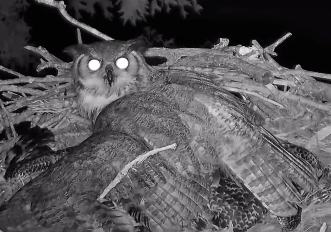 great horned owl video cam