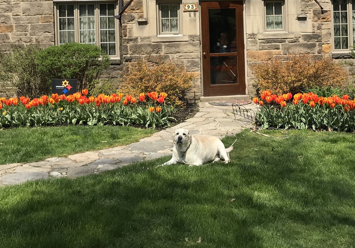 Longlasting flowers crowned this corona spring Pittsburgh PostGazette