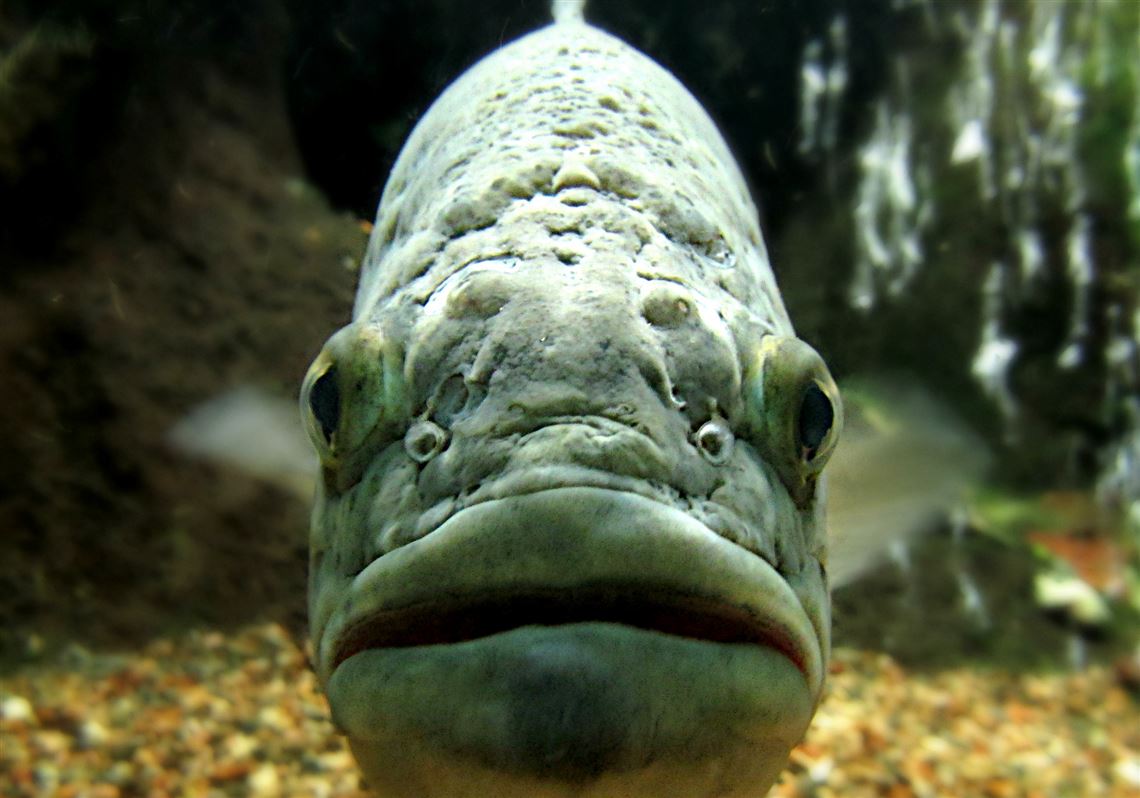 Study reveals why some largemouth bass are harder to catch