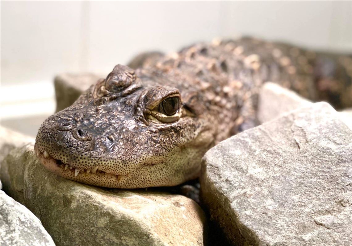 City councilwoman's reptileregulation ordinance approved Pittsburgh