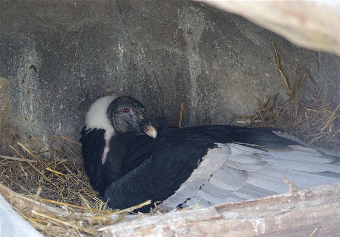 Rare condor chick dies at National Aviary
