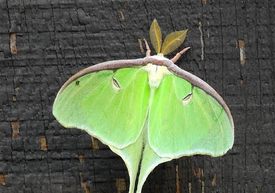Pictures Of Moths In Pennsylvania